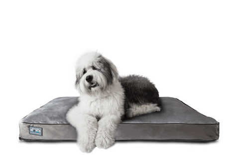 Thick dog hot sale