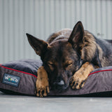 Thick Orthopedic Dog Bed